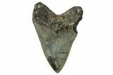 Serrated, Fossil Megalodon Tooth - North Carolina #351170-1